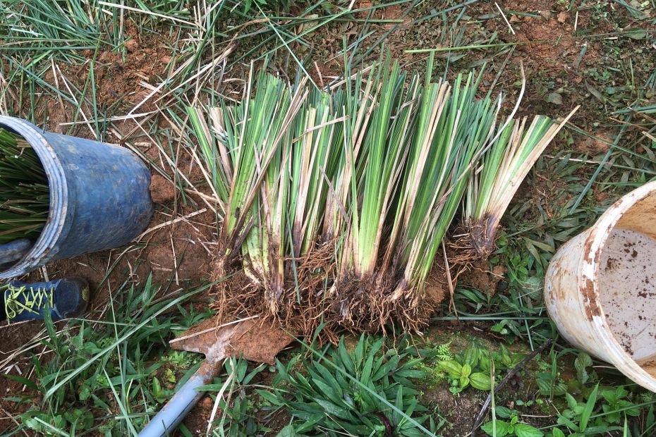 Vetiver Grass