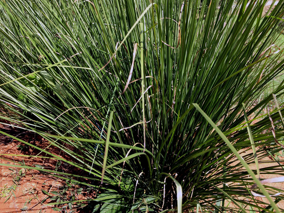 Vetiver Grass