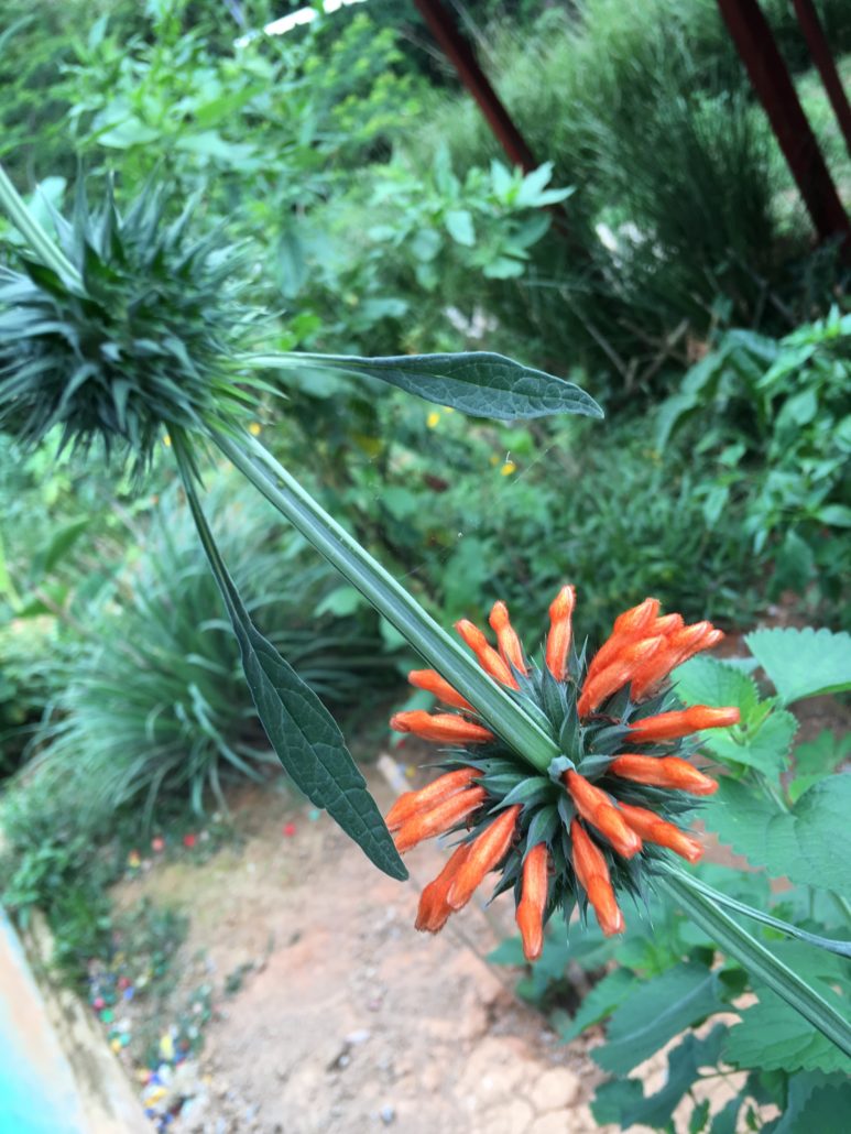 Klip Dagga - Leonotis Nepetifolia