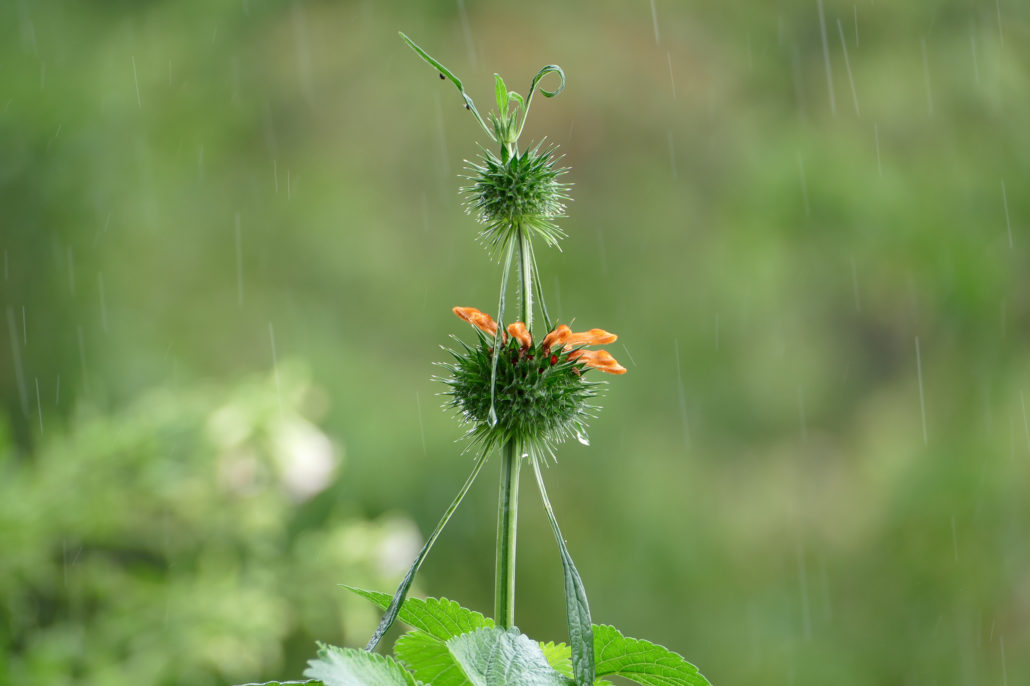 Klip Dagga - Leonotis Nepetifolia