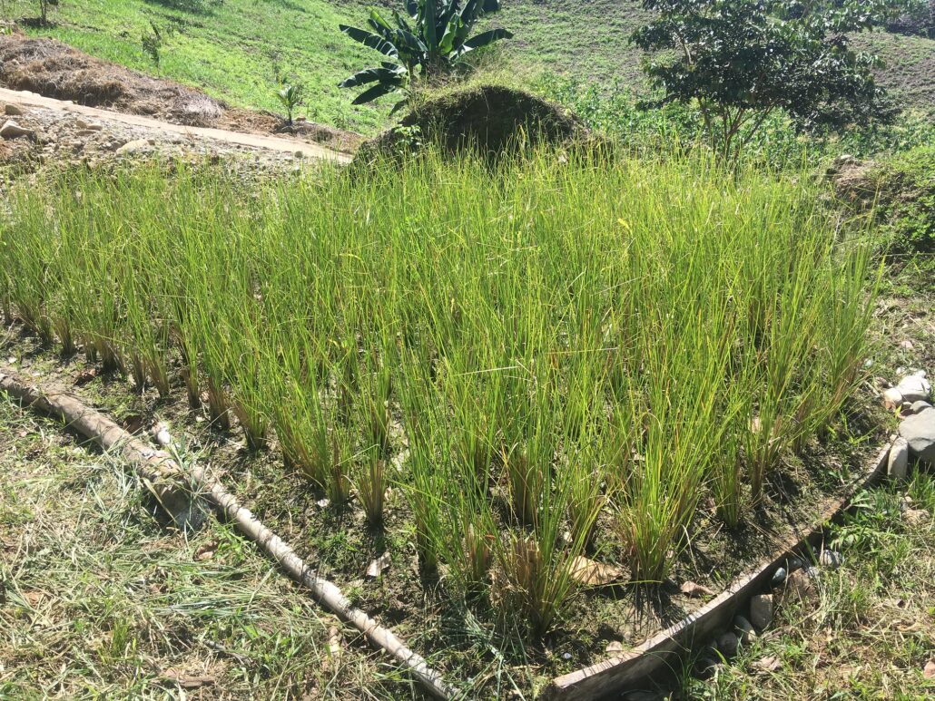 Vetiver Grass Crop Field