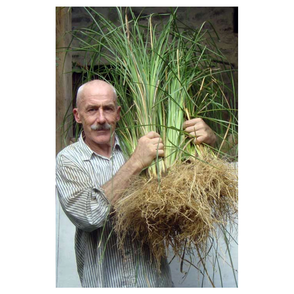 Piet Sabbe with Vetiver Grass
