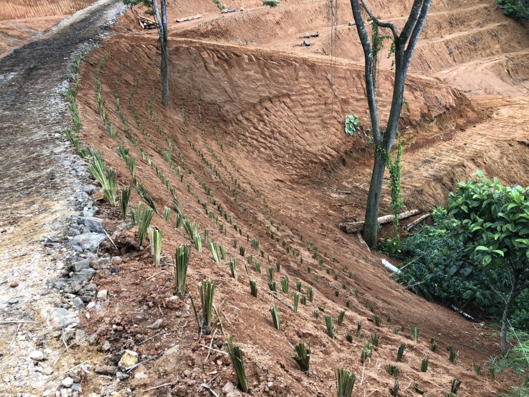 Terracing With Vetiver
